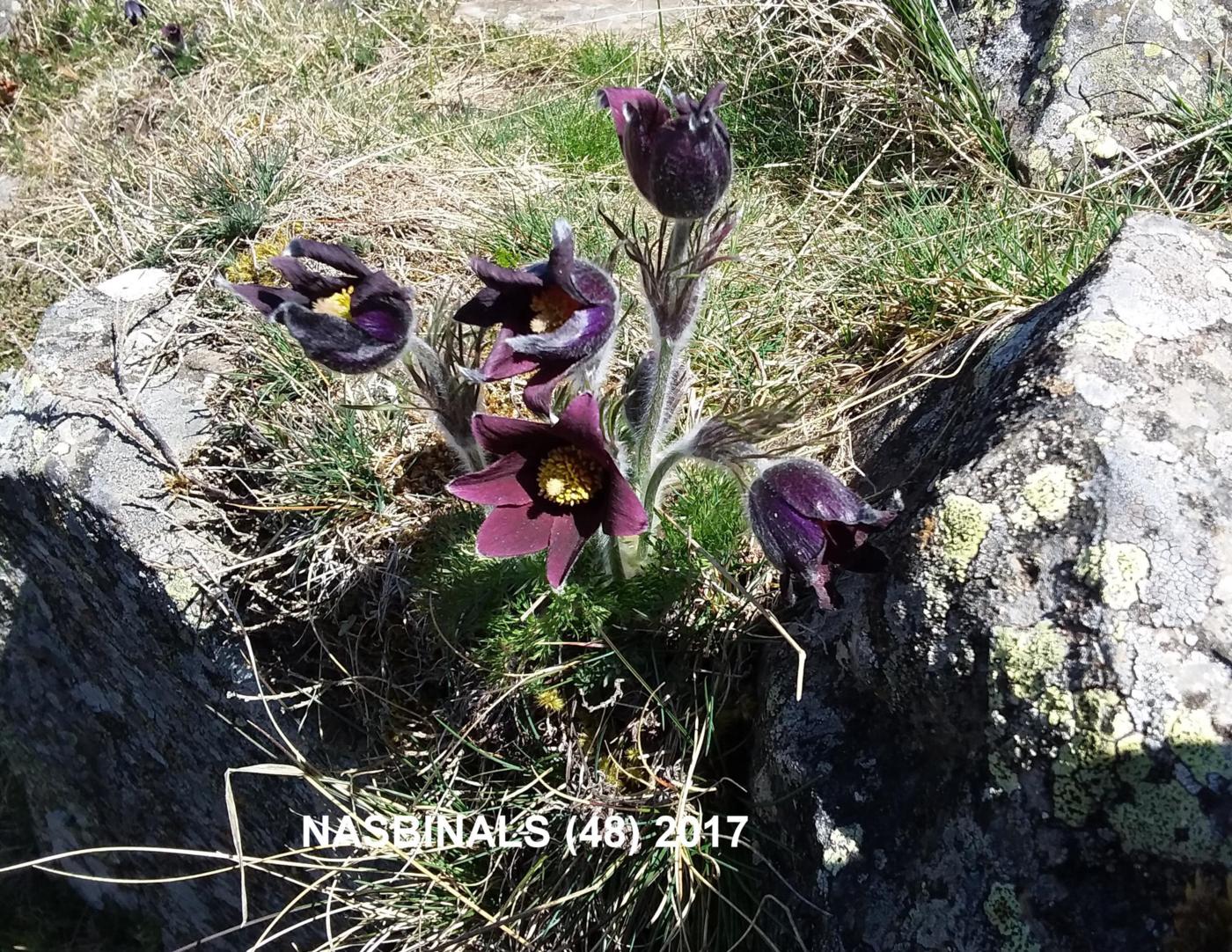 Pasque flower plant